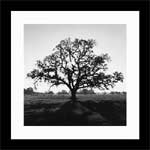 Ansel Adams - Oak Tree, Sunrise